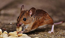 24 Hour & Emergency Exterminators in Ypsilanti, ND